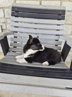 Sophie, a female Pembroke Welsh Corgi for sale in Leesburg, OH – 5 of 6