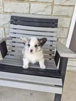 Pepper, a male Pembroke Welsh Corgi for sale in Leesburg, OH – 5 of 6