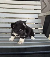 Shadow, a female Pembroke Welsh Corgi for sale in Leesburg, OH – 3 of 4