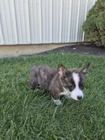 Thor, a male Pembroke Welsh Corgi for sale in Leesburg, OH – 4 of 5