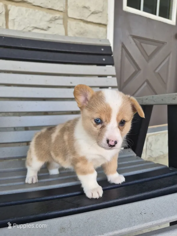 Talia  – Pembroke Welsh Corgi puppy for sale in Leesburg, OH