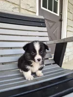 Sophie, a female Pembroke Welsh Corgi for sale in Leesburg, OH – 5 of 5