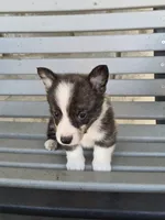 Thor, a male Pembroke Welsh Corgi for sale in Leesburg, OH – 2 of 4