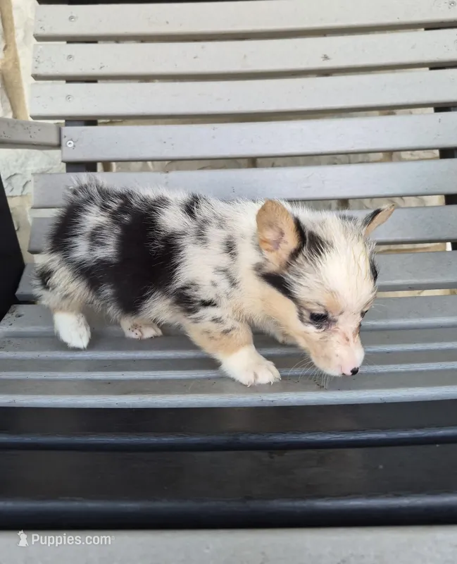 Stella – Pembroke Welsh Corgi puppy for sale in Leesburg, OH