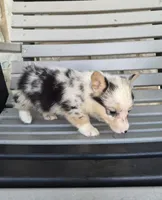 Stella, a female Pembroke Welsh Corgi for sale in Leesburg, OH – 1 of 4