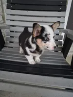 Sadie, a female Pembroke Welsh Corgi for sale in Leesburg, OH – 3 of 5
