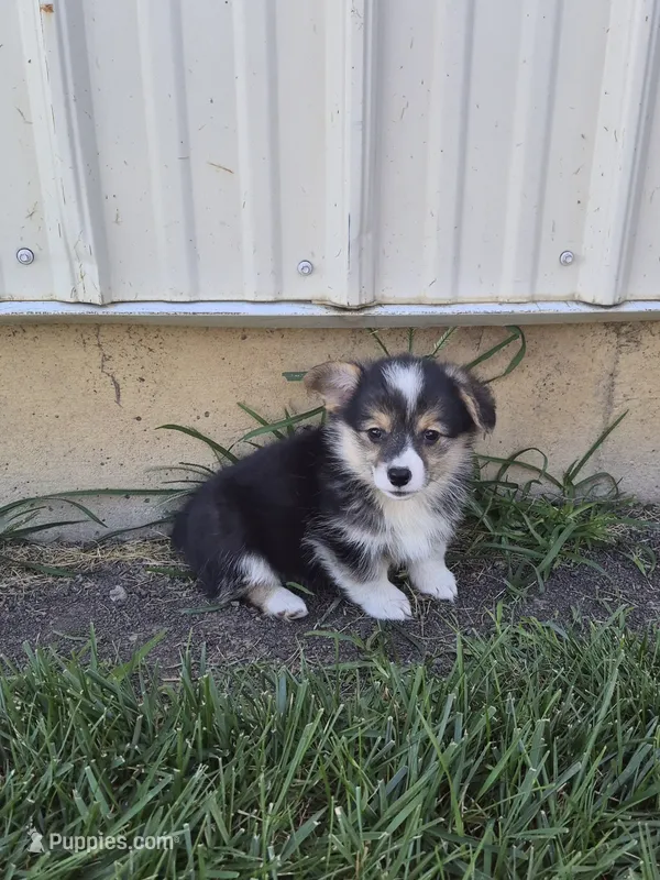 Sasha – Pembroke Welsh Corgi puppy for sale in Leesburg, OH