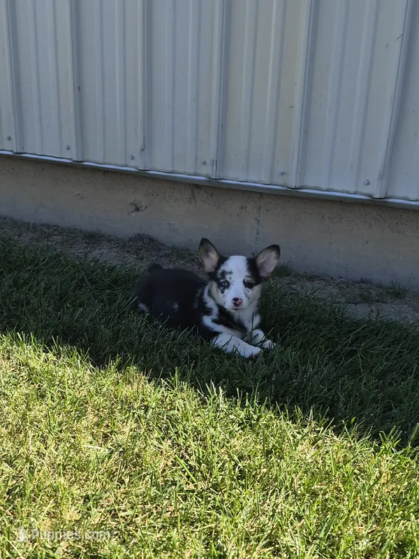 Sadie – Pembroke Welsh Corgi puppy for sale in Leesburg, OH