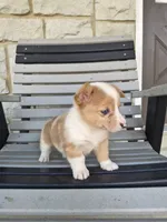 Talia , a female Pembroke Welsh Corgi for sale in Leesburg, OH – 5 of 5