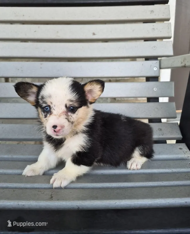 Sadie – Pembroke Welsh Corgi puppy for sale in Leesburg, OH