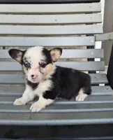 Sadie, a female Pembroke Welsh Corgi for sale in Leesburg, OH – 1 of 5