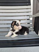Sadie, a female Pembroke Welsh Corgi for sale in Leesburg, OH – 3 of 5