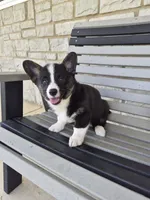 Sophie, a female Pembroke Welsh Corgi for sale in Leesburg, OH – 3 of 6