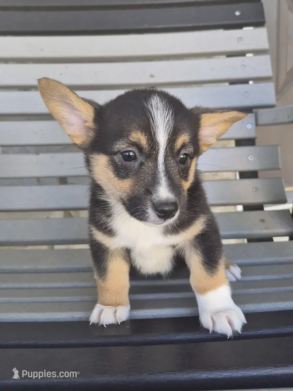 Sage – Pembroke Welsh Corgi puppy for sale in Leesburg, OH