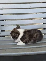 Thor, a male Pembroke Welsh Corgi for sale in Leesburg, OH – 4 of 4