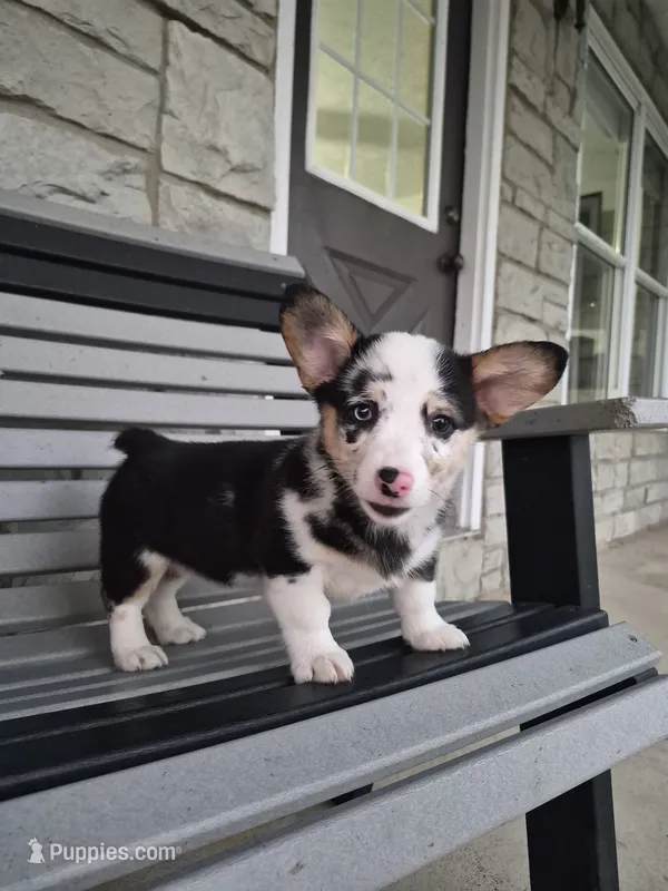 Sadie – Pembroke Welsh Corgi puppy for sale in Leesburg, OH