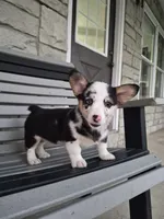 Sadie, a female Pembroke Welsh Corgi for sale in Leesburg, OH – 1 of 5
