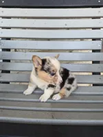 Samson , a male Pembroke Welsh Corgi for sale in Leesburg, OH – 3 of 5