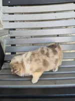 Tucker, a male Pembroke Welsh Corgi for sale in Leesburg, OH – 3 of 3