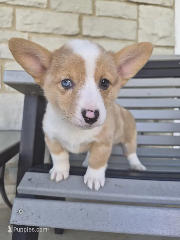 Talia  – Pembroke Welsh Corgi puppy for sale in Leesburg, OH