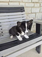 Sophie, a female Pembroke Welsh Corgi for sale in Leesburg, OH – 4 of 6