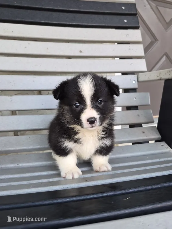 Sophie – Pembroke Welsh Corgi puppy for sale in Leesburg, OH