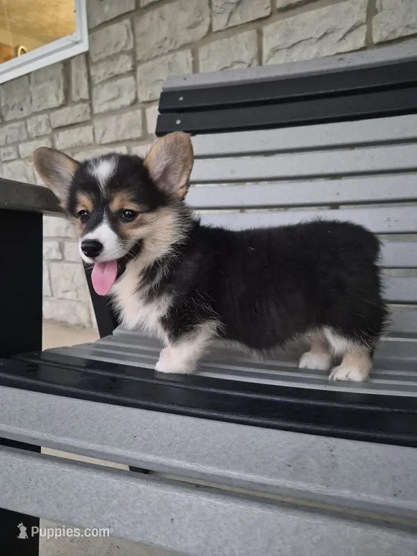 Sasha – Pembroke Welsh Corgi puppy for sale in Leesburg, OH