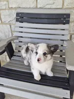Pepper, a male Pembroke Welsh Corgi for sale in Leesburg, OH – 6 of 6
