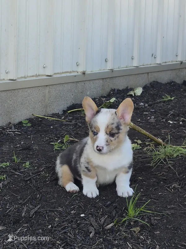 Samson  – Pembroke Welsh Corgi puppy for sale in Leesburg, OH