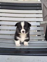 Sophie, a female Pembroke Welsh Corgi for sale in Leesburg, OH – 3 of 5