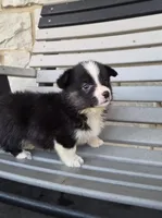 Sophie, a female Pembroke Welsh Corgi for sale in Leesburg, OH – 2 of 5