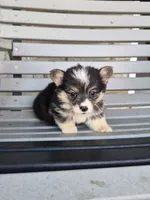 Sasha, a female Pembroke Welsh Corgi for sale in Leesburg, OH – 3 of 4