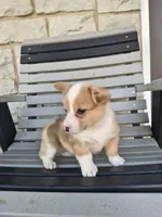 Talia , a female Pembroke Welsh Corgi for sale in Leesburg, OH – 4 of 5
