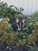 Sage, a female Pembroke Welsh Corgi for sale in Leesburg, OH – 3 of 5