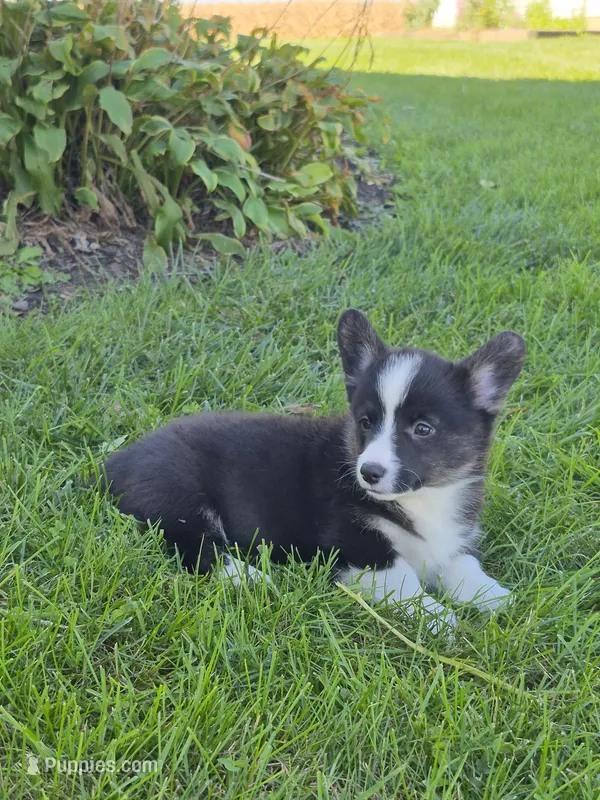 Sophie – Pembroke Welsh Corgi puppy for sale in Leesburg, OH
