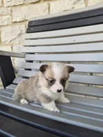 Trixie, a female Pembroke Welsh Corgi for sale in Leesburg, OH – 3 of 4