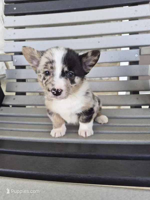 Tracker – Pembroke Welsh Corgi puppy for sale in Leesburg, OH