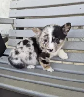 Tracker, a male Pembroke Welsh Corgi for sale in Leesburg, OH – Photo 6 of 6