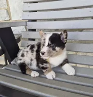 Tracker, a male Pembroke Welsh Corgi for sale in Leesburg, OH – Photo 4 of 6