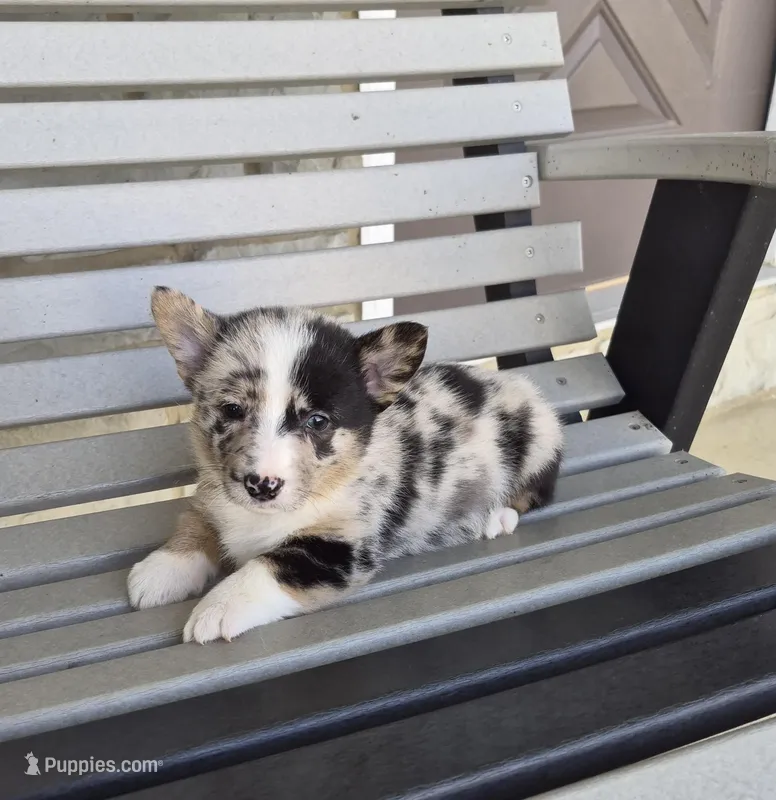 Tracker – Pembroke Welsh Corgi puppy for sale in Leesburg, OH