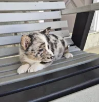 Tracker, a male Pembroke Welsh Corgi for sale in Leesburg, OH – Photo 3 of 6