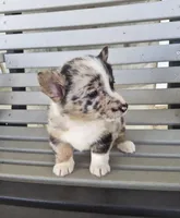 Tracker, a male Pembroke Welsh Corgi for sale in Leesburg, OH – Photo 5 of 6