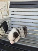 Tank, a male Pembroke Welsh Corgi for sale in Leesburg, OH – 5 of 5
