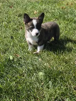 Thor, a male Pembroke Welsh Corgi for sale in Leesburg, OH – 5 of 5