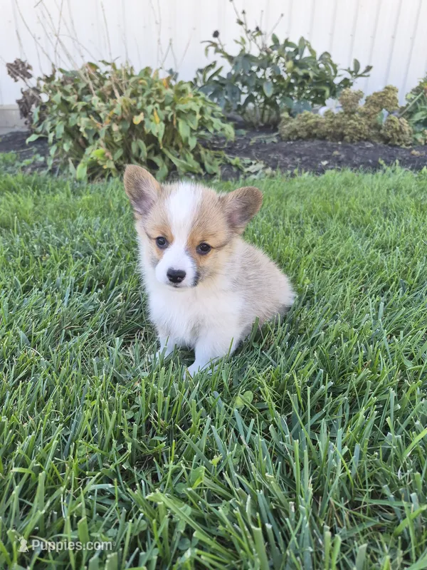 Trixie – Pembroke Welsh Corgi puppy for sale in Leesburg, OH