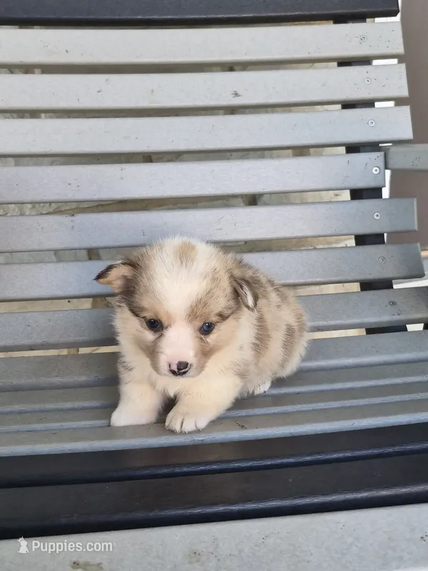 Tucker – Pembroke Welsh Corgi puppy for sale in Leesburg, OH