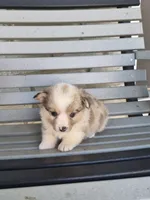 Tucker, a male Pembroke Welsh Corgi for sale in Leesburg, OH – 1 of 3
