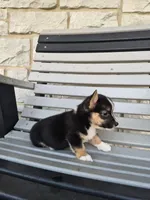 Sage, a female Pembroke Welsh Corgi for sale in Leesburg, OH – 4 of 4