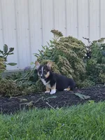 Sage, a female Pembroke Welsh Corgi for sale in Leesburg, OH – 4 of 5