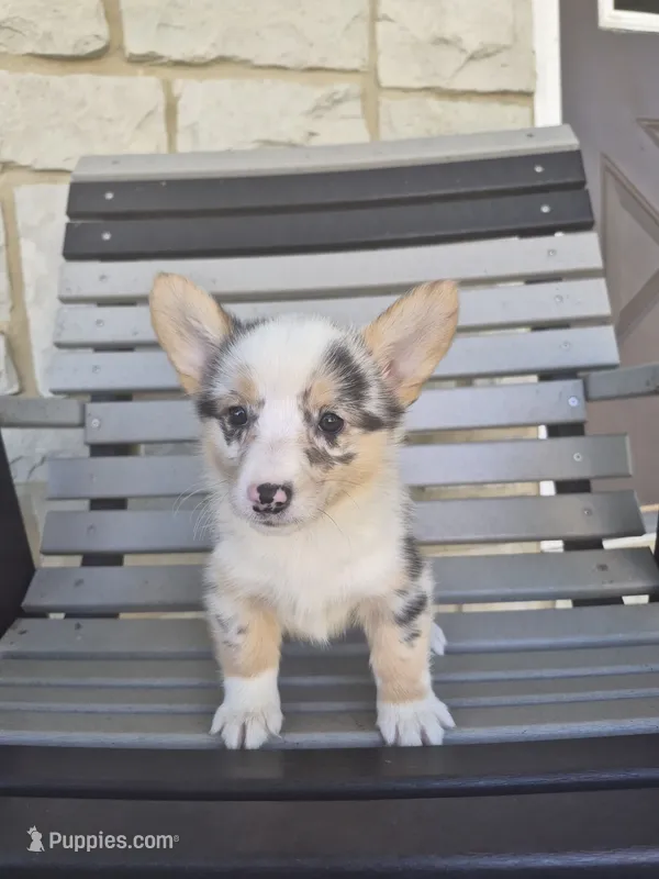 Stella – Pembroke Welsh Corgi puppy for sale in Leesburg, OH